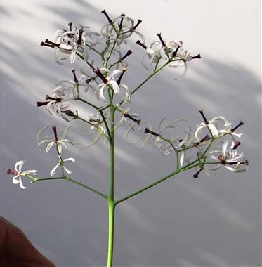  Inflorescence